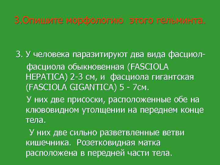 3. Опишите морфологию этого гельминта. 3. У человека паразитируют два вида фасциол- фасциола обыкновенная