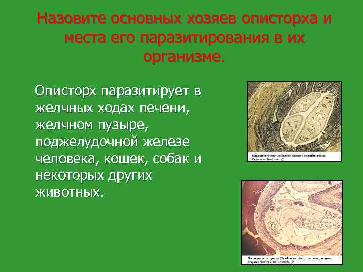 Назовите основных хозяев описторха и места его паразитирования в их организме. Описторх паразитирует в