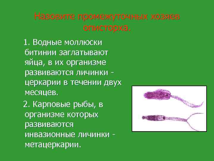 Назовите промежуточных хозяев описторха. 1. Водные моллюски битинии заглатывают яйца, в их организме развиваются