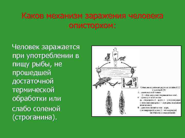 Каков механизм образования загара. Механизм заражения при столбике. Перкуторный механизм заражения. При вертикальном механизме заражения чаще. Механизм заражения т 80.