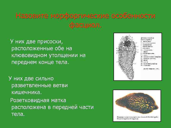Назовите морфоргические особенности фасциол. У них две присоски, расположенные обе на клювовидном утолщении на