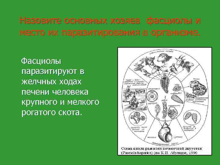 Назовите основных хозяев фасциолы и место их паразитирования в организме. Фасциолы паразитируют в желчных