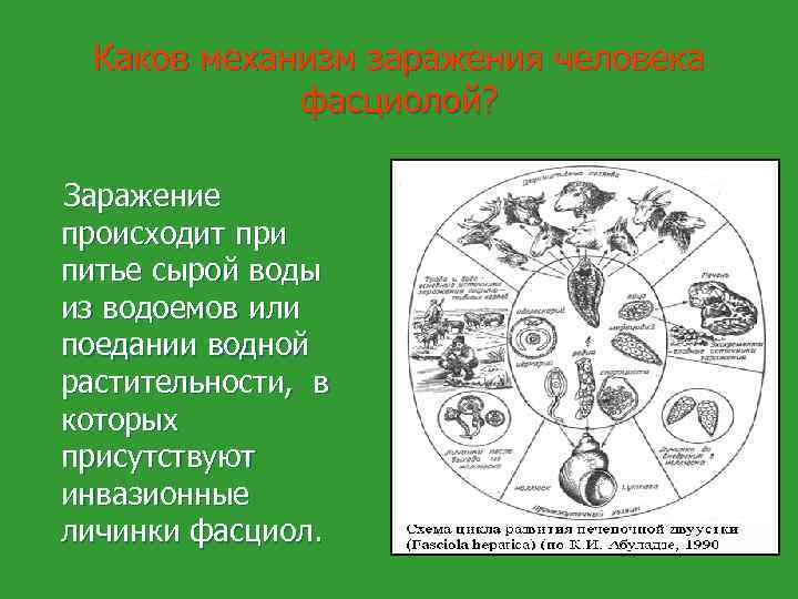 Каков механизм заражения человека фасциолой? Заражение происходит при питье сырой воды из водоемов или