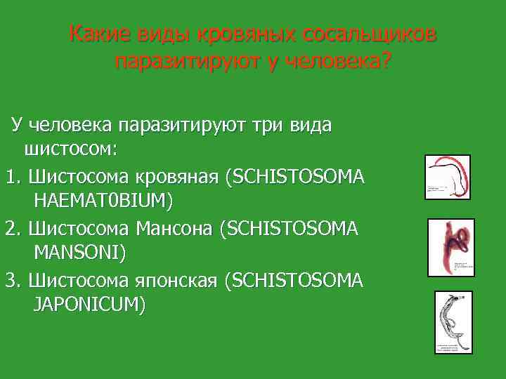 Какие виды кровяных сосальщиков паразитируют у человека? У человека паразитируют три вида шистосом: 1.
