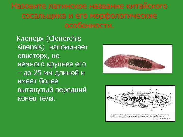 Назовите латинское название китайского сосальщика и его морфологические особенности. Клонорх (Clonorchis sinensis) напоминает описторх,