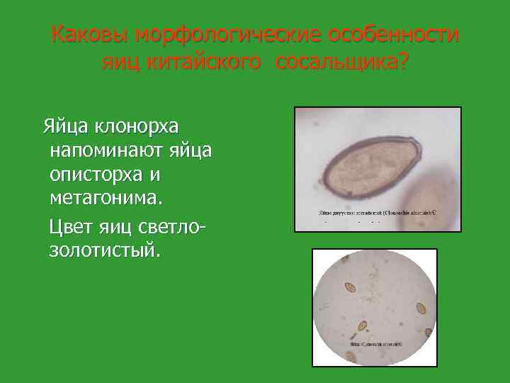 Каковы морфологические особенности яиц китайского сосальщика? Яйца клонорха напоминают яйца описторха и метагонима. Цвет
