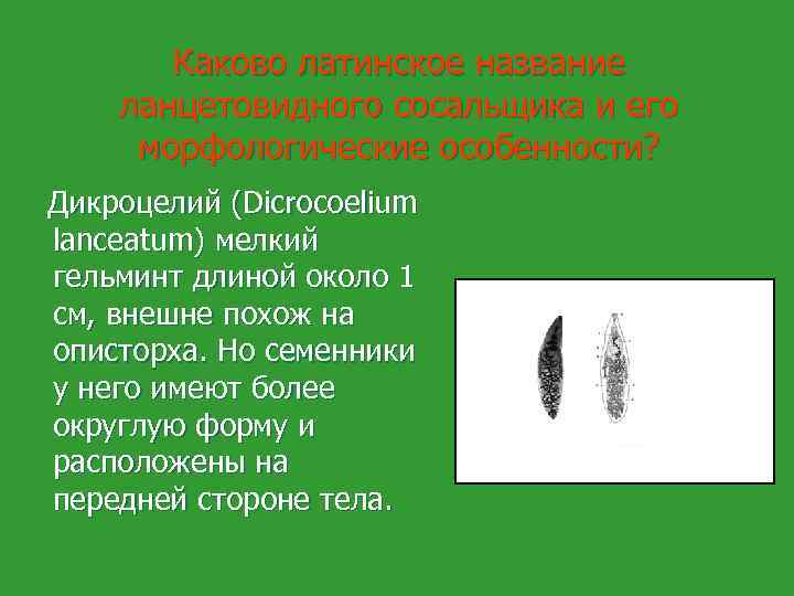 Каково латинское название ланцетовидного сосальщика и его морфологические особенности? Дикроцелий (Dicrocoelium lanceatum) мелкий гельминт