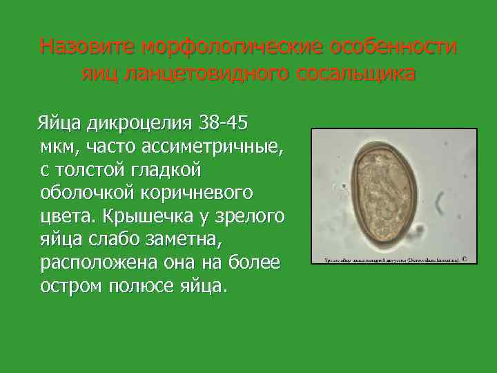 Назовите морфологические особенности яиц ланцетовидного сосальщика Яйца дикроцелия 38 -45 мкм, часто ассиметричные, с