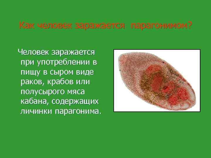 Как человек заражается парагонимом? Человек заражается при употреблении в пищу в сыром виде раков,