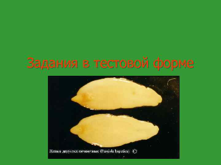 Задания в тестовой форме 