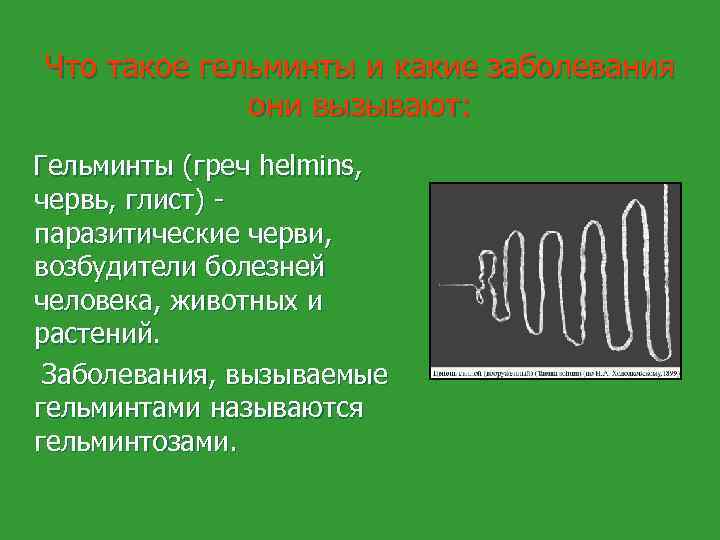 Что такое гельминты и какие заболевания они вызывают: Гельминты (греч helmins, червь, глист) -