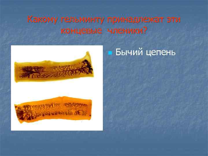 Какому гельминту принадлежат эти концевые членики? n Бычий цепень 