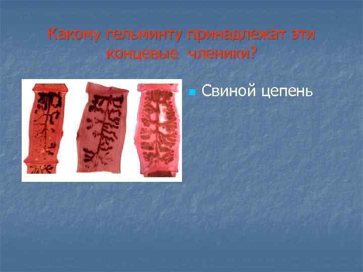 Какому гельминту принадлежат эти концевые членики? n Свиной цепень 