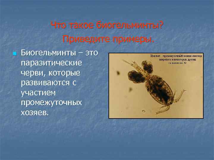 Что такое биогельминты? Приведите примеры. n Биогельминты – это паразитические черви, которые развиваются с