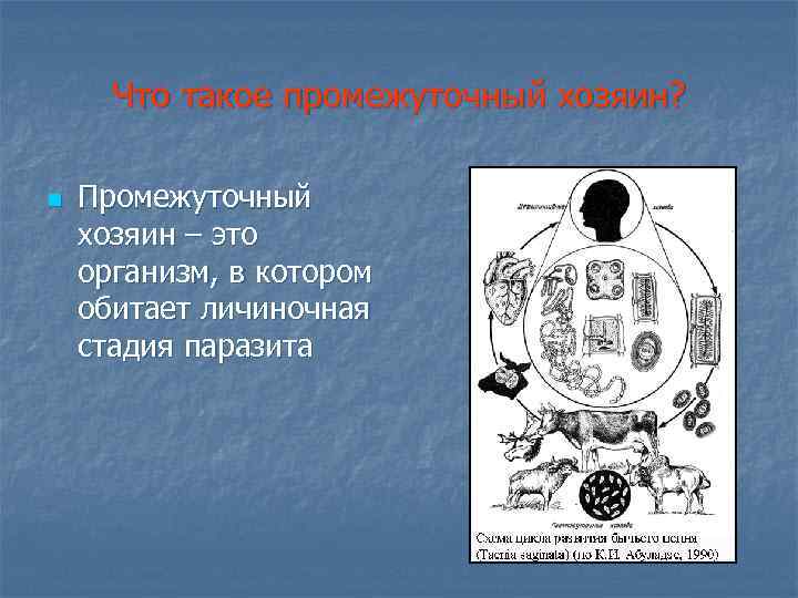 Что такое промежуточный хозяин? n Промежуточный хозяин – это организм, в котором обитает личиночная