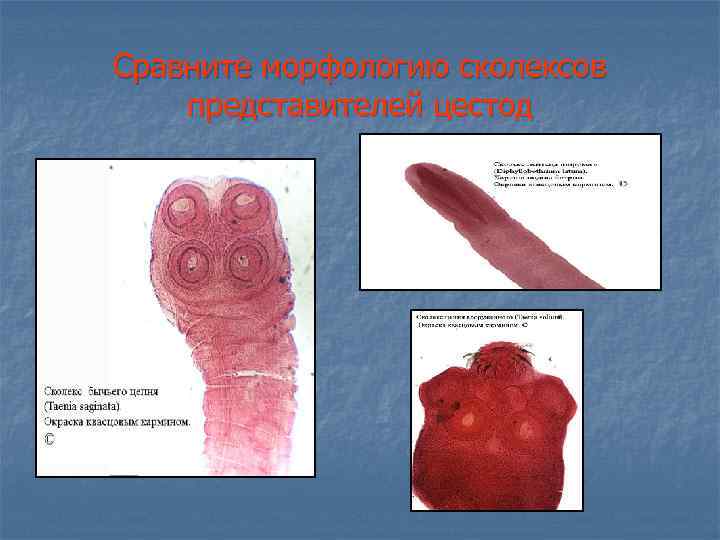 Сравните морфологию сколексов представителей цестод 