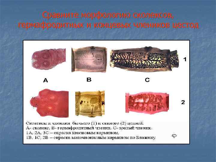 Сравните морфологию сколексов, гермафродитных и концевых члеников цестод 