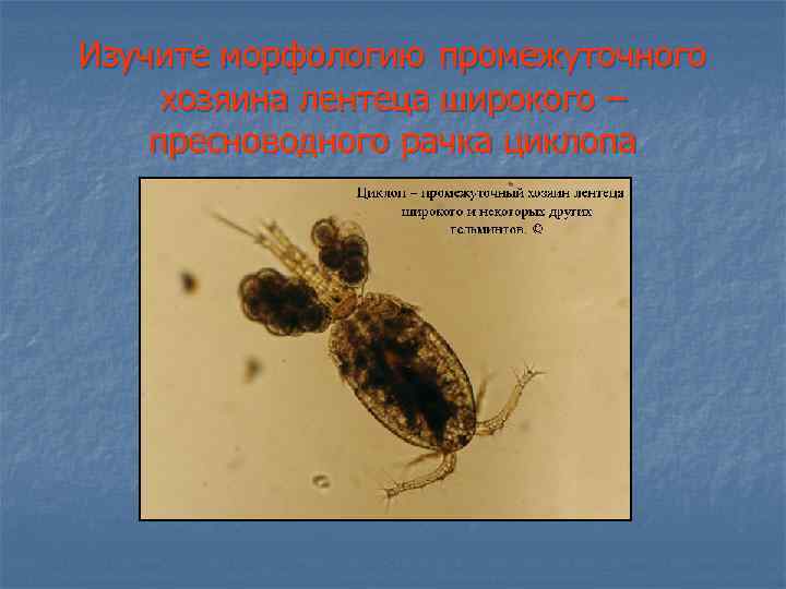 Изучите морфологию промежуточного хозяина лентеца широкого – пресноводного рачка циклопа 