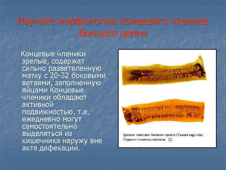 Изучите морфологию концевого членика бычьего цепня Концевые членики зрелые, содержат сильно разветвленную матку с