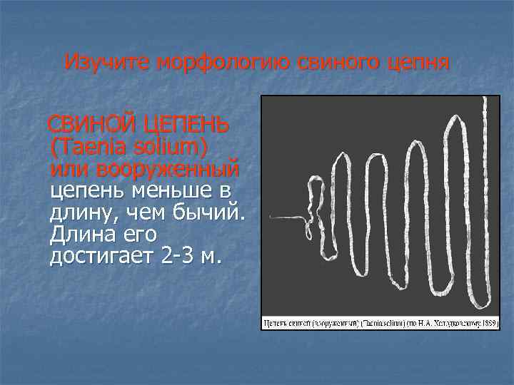 Изучите морфологию свиного цепня СВИНОЙ ЦЕПЕНЬ (Taenia solium) или вооруженный цепень меньше в длину,