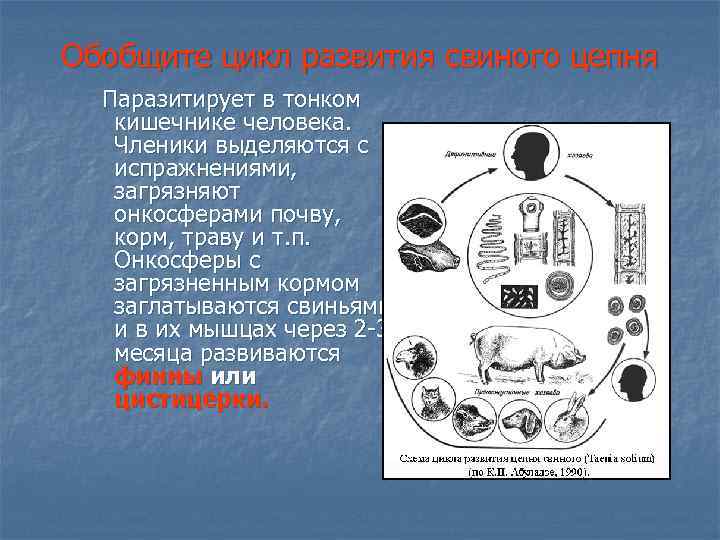 Обобщите цикл развития свиного цепня Паразитирует в тонком кишечнике человека. Членики выделяются с испражнениями,