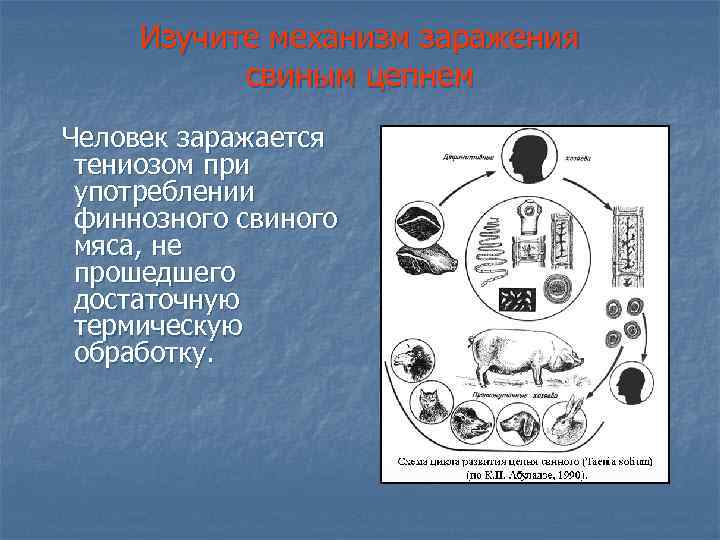 Изучите механизм заражения свиным цепнем Человек заражается тениозом при употреблении финнозного свиного мяса, не