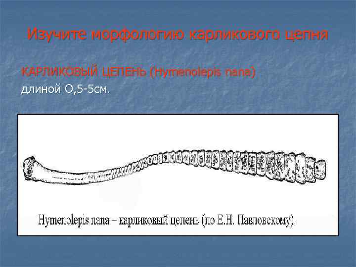 Цепни на латыни. Карликовый цепень (Hymenolepis Nana). Hymenolepis Nana – карликовый цепень-гименолепидоз. Карликовый цепень систематика морфология.
