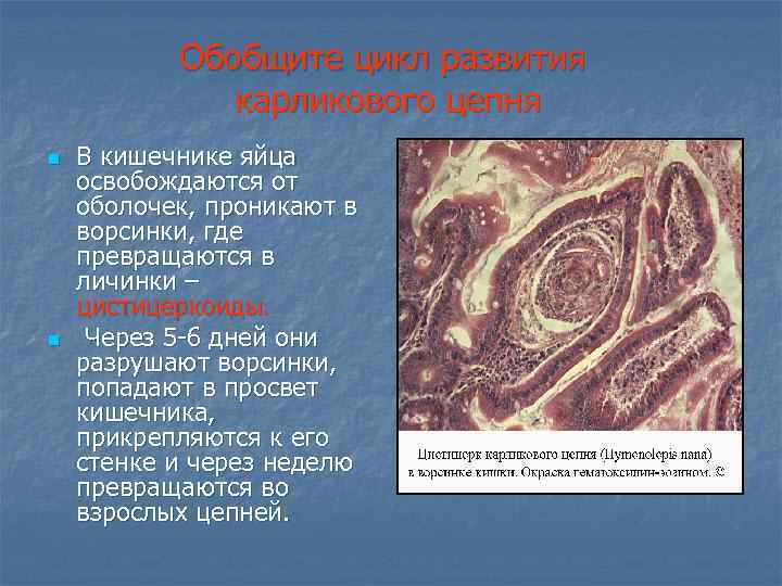 Обобщите цикл развития карликового цепня n n В кишечнике яйца освобождаются от оболочек, проникают