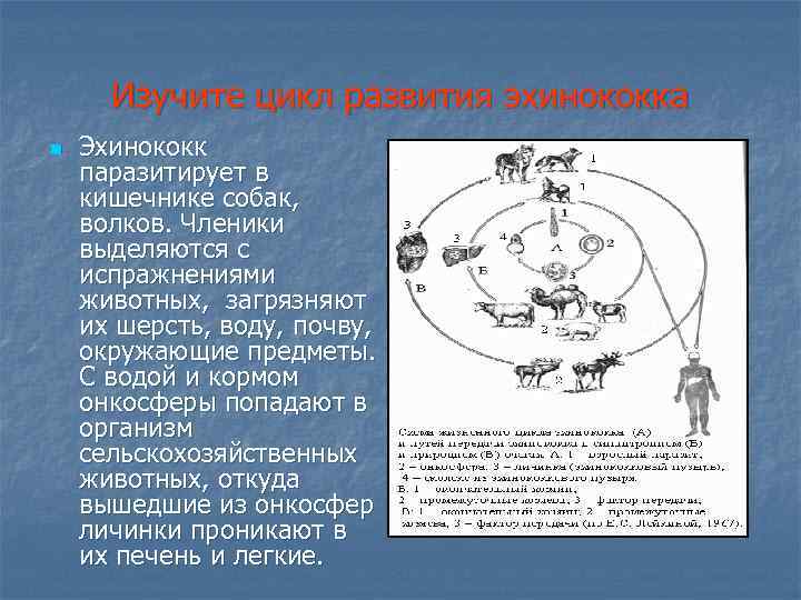 Изучите цикл развития эхинококка n Эхинококк паразитирует в кишечнике собак, волков. Членики выделяются с