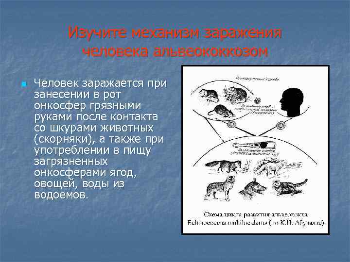 Изучите механизм заражения человека альвеококкозом n Человек заражается при занесении в рот онкосфер грязными