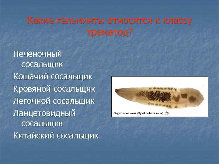 Какие гельминты относятся к классу трематод? Печеночный сосальщик Кошачий сосальщик Кровяной сосальщик Легочной сосальщик