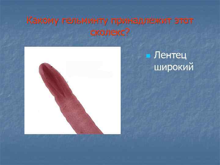 Какому гельминту принадлежит этот сколекс? n Лентец широкий 