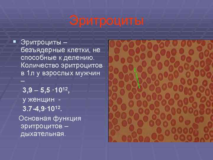  Эритроциты § Эритроциты – безъядерные клетки, не способные к делению. Количество эритроцитов в