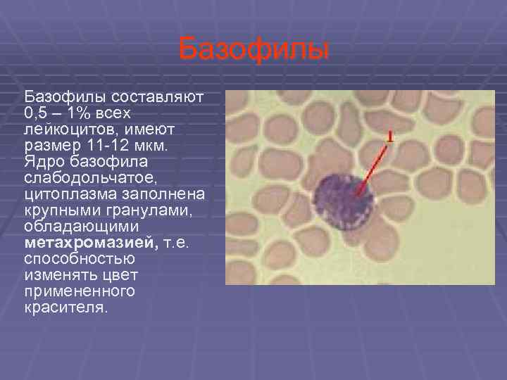  Базофилы составляют 0, 5 – 1% всех лейкоцитов, имеют размер 11 -12 мкм.