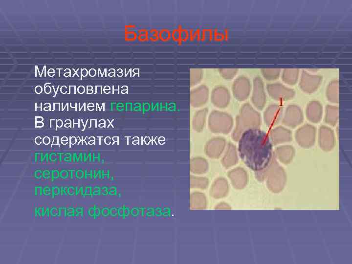  Базофилы Метахромазия обусловлена наличием гепарина. В гранулах содержатся также гистамин, серотонин, перксидаза, кислая