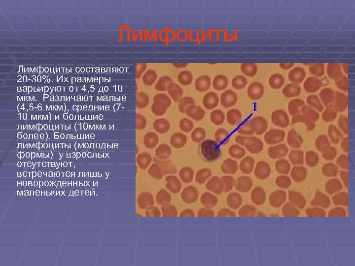  Лимфоциты составляют 20 -30%. Их размеры варьируют от 4, 5 до 10 мкм.