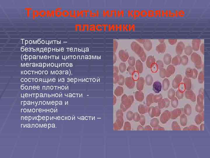  Тромбоциты или кровяные пластинки Тромбоциты – безъядерные тельца (фрагменты цитоплазмы мегакариоцитов костного мозга),