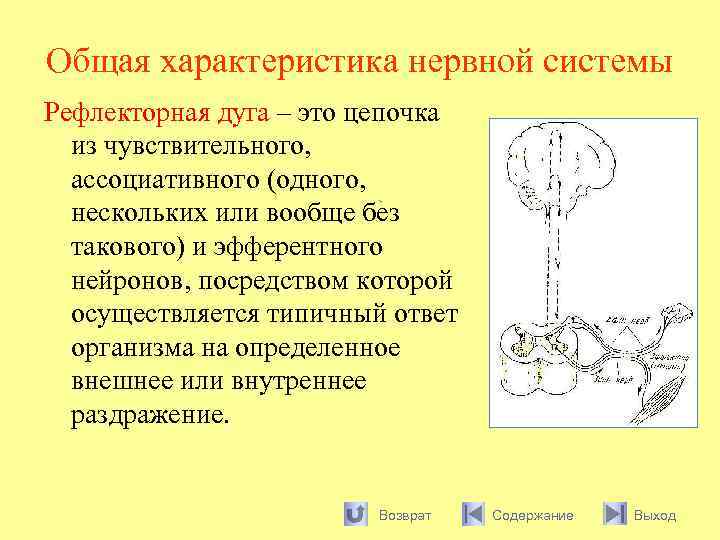 Общая характеристика нервной системы Рефлекторная дуга – это цепочка из чувствительного, ассоциативного (одного, нескольких