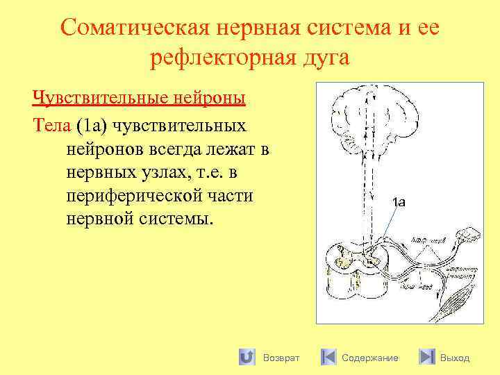 Соматическая нервная система и ее рефлекторная дуга Чувствительные нейроны Тела (1 а) чувствительных нейронов