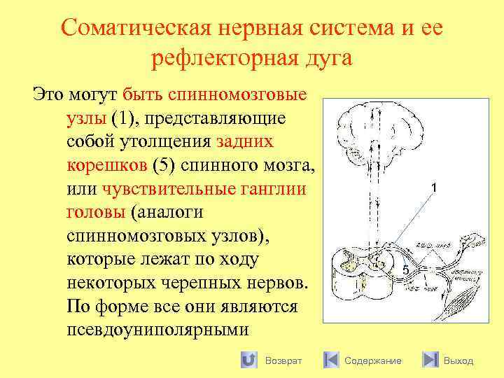 Соматическая нервная система и ее рефлекторная дуга Это могут быть спинномозговые узлы (1), представляющие