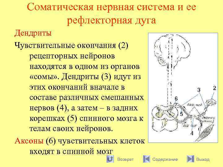 Соматическая рефлекторная дуга. Рефлекторная дуга. Рефлекторная дуга соматической нервной системы. Рефлекторная дуга соматической системы.