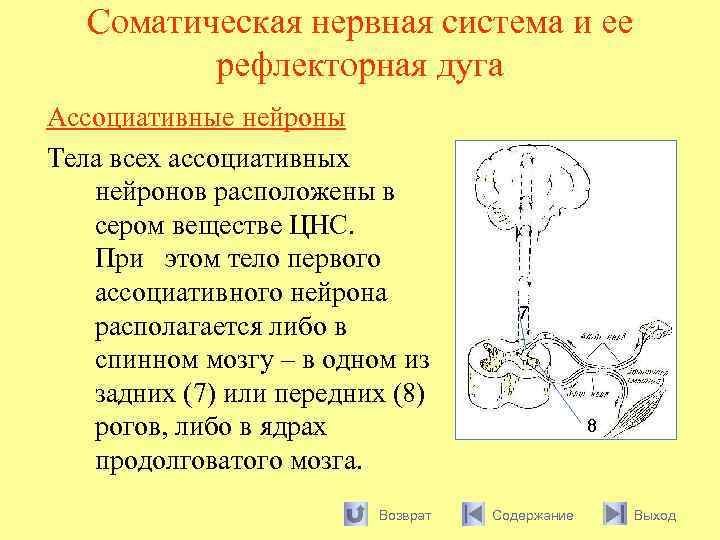 Соматическая нервная система и ее рефлекторная дуга Ассоциативные нейроны Тела всех ассоциативных нейронов расположены