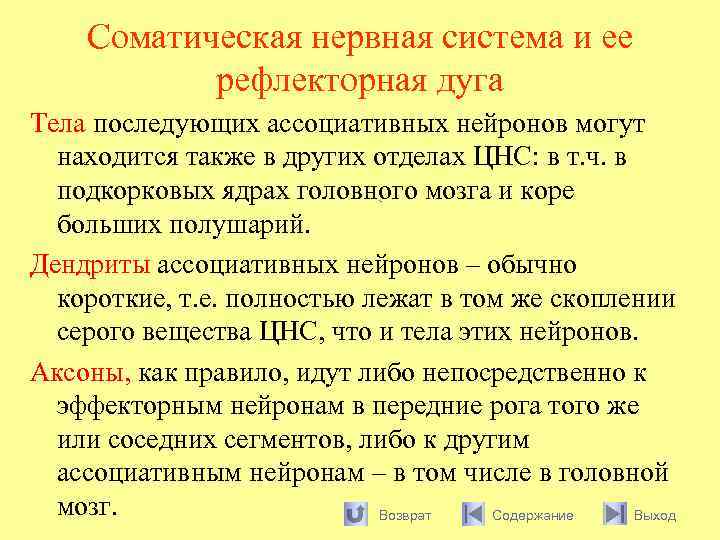 Соматическая нервная система и ее рефлекторная дуга Тела последующих ассоциативных нейронов могут находится также