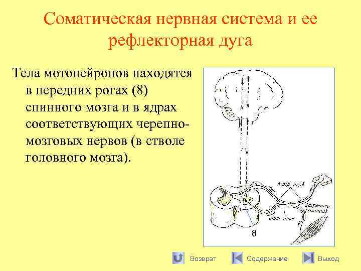 Соматическая нервная система и ее рефлекторная дуга Тела мотонейронов находятся в передних рогах (8)