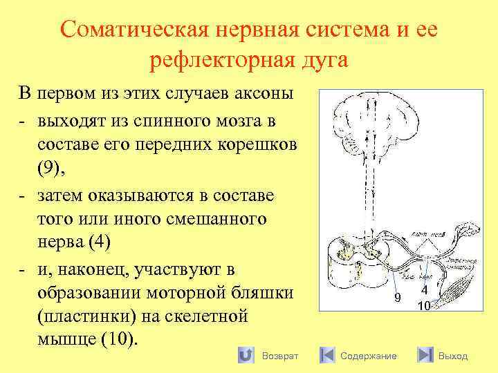 Соматическая нервная система и ее рефлекторная дуга В первом из этих случаев аксоны -