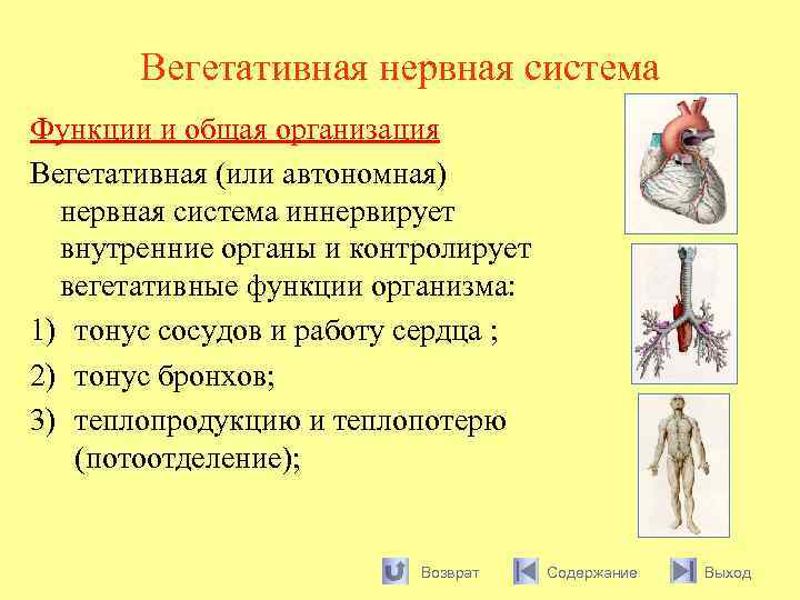 Вегетативная нервная система Функции и общая организация Вегетативная (или автономная) нервная система иннервирует внутренние