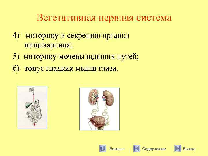 Вегетативная нервная система 4) моторику и секрецию органов пищеварения; 5) моторику мочевыводящих путей; 6)