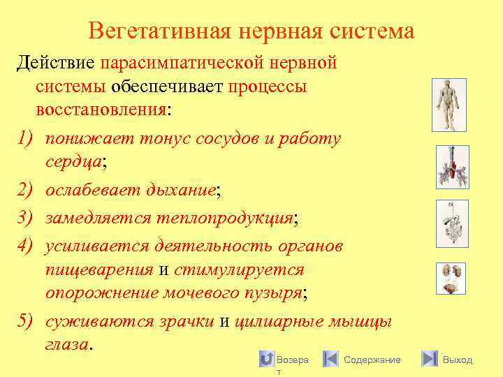 Вегетативная нервная система Действие парасимпатической нервной системы обеспечивает процессы восстановления: 1) понижает тонус сосудов