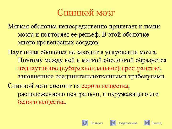 Спинной мозг Мягкая оболочка непосредственно прилегает к ткани мозга и повторяет ее рельеф. В