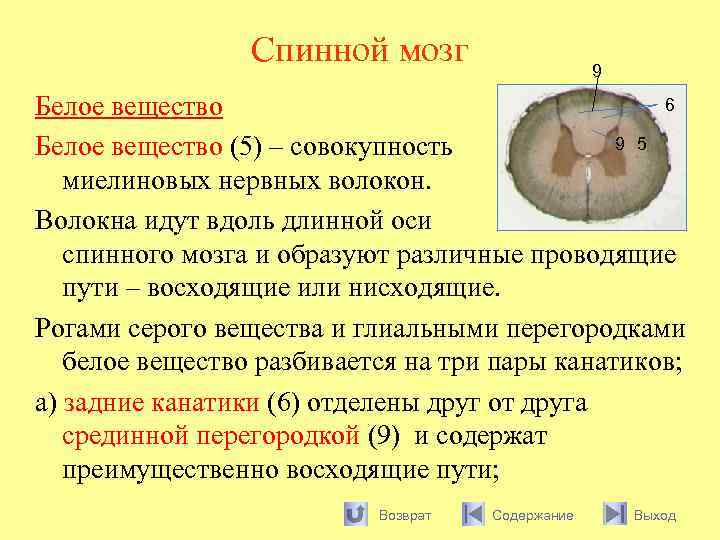 Спинной мозг 9 6 Белое вещество 9 5 Белое вещество (5) – совокупность миелиновых